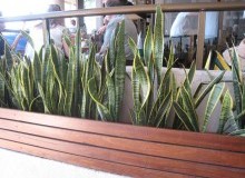 Kwikfynd Indoor Planting
banoon