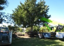 Kwikfynd Tree Management Services
banoon