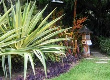 Kwikfynd Tropical Landscaping
banoon