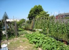 Kwikfynd Vegetable Gardens
banoon